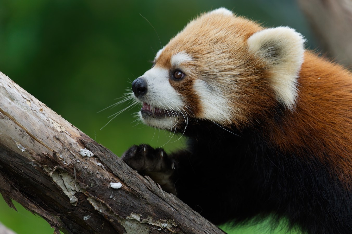 Red Panda 2 0811